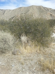 Quercus cornelius-mulleri