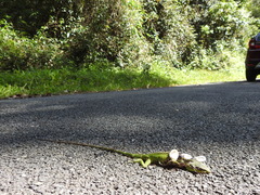 Calotes grandisquamis