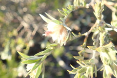 Amphithalea tomentosa