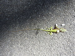 Calotes grandisquamis