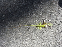 Calotes grandisquamis