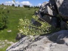 Alyssum calycocarpum
