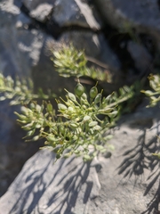 Alyssum calycocarpum