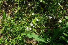 Heliosperma alpestre