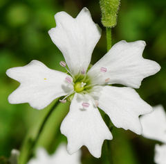 Heliosperma alpestre