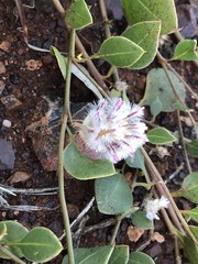 Ptilotus axillaris