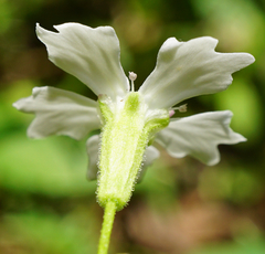 Heliosperma alpestre
