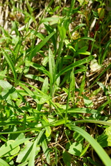 Heliosperma alpestre