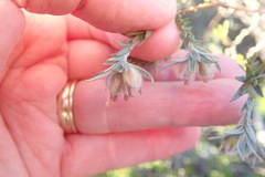 Amphithalea tomentosa