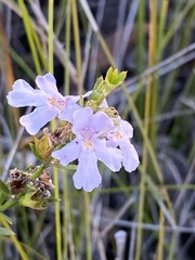 Westringia tenuicaulis