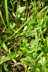 Heliosperma alpestre