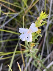 Westringia tenuicaulis