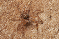 Adoxotoma nodosa