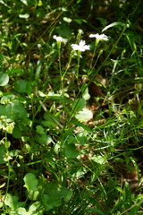 Heliosperma alpestre