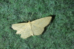 Scopula virgulata