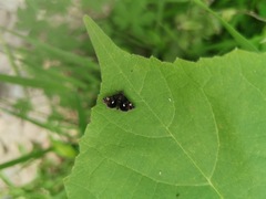 Heliothela nigralbata