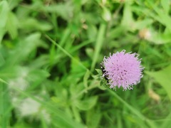 Heliothela nigralbata