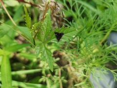 Heliothela nigralbata