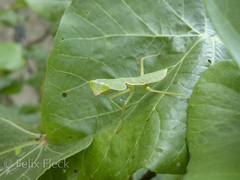 Rhombodera