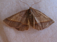 Metarranthis obfirmaria