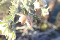 Amphithalea tomentosa