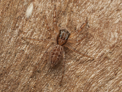 Adoxotoma nodosa