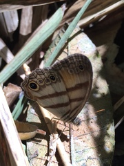 Cissia