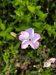Melandrium