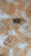 Amphimallon solstitiale