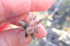 Amphithalea tomentosa