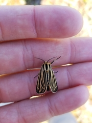 Apantesis virguncula