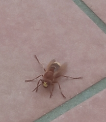 Vespa orientalis