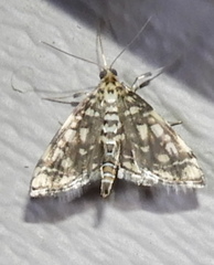 Lygropia rivulalis