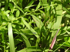 Aciagrion approximans