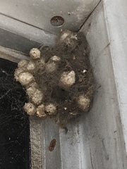 Latrodectus geometricus