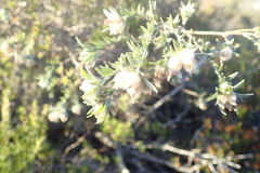 Amphithalea tomentosa