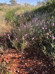 Ptilotus helipteroides