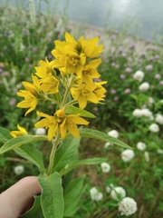 Lysimachia vulgaris
