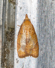 Sparganothis sulfureana