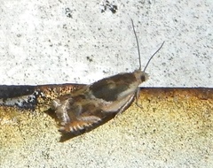 Ancylis metamelana