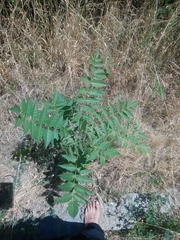 Ailanthus altissima