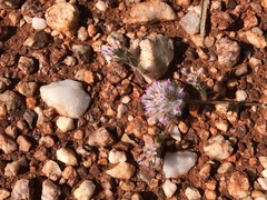 Ptilotus axillaris