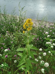 Lysimachia vulgaris