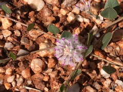 Ptilotus axillaris