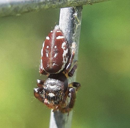Bronze Jumping Spider