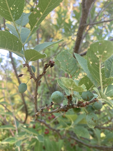 Prunus maritima