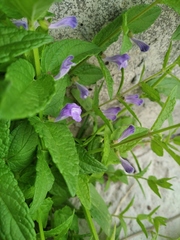 Scutellaria galericulata