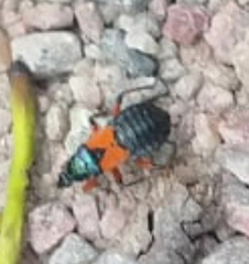 Prostemma aeneicolle