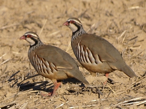 Red-legged Partridge