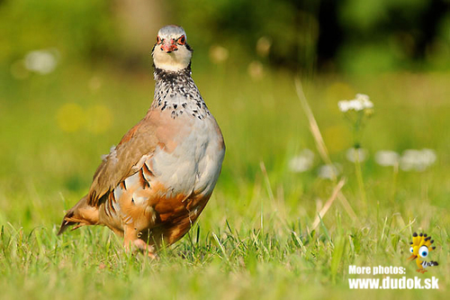 Red-legged Partridge